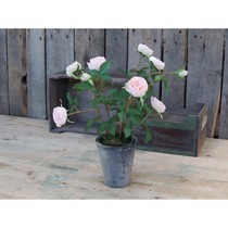 Chic Antique fleur rose i gammel keramik potte